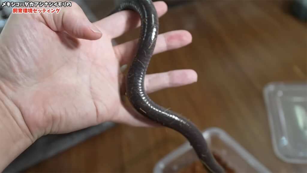 まだ若い個体なのだとか