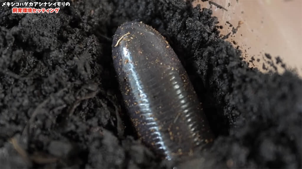 どんどん潜っていきます