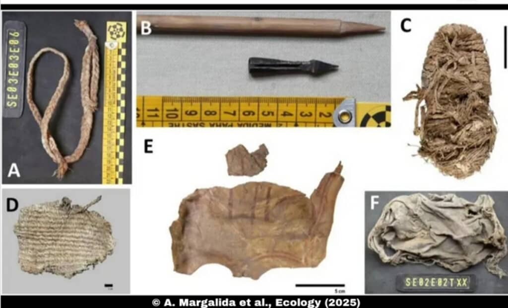 ヒゲワシの巣から発見された中世の遺物