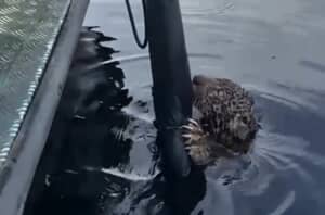 アマゾン川で溺れそうになっていたジャガーが救助される