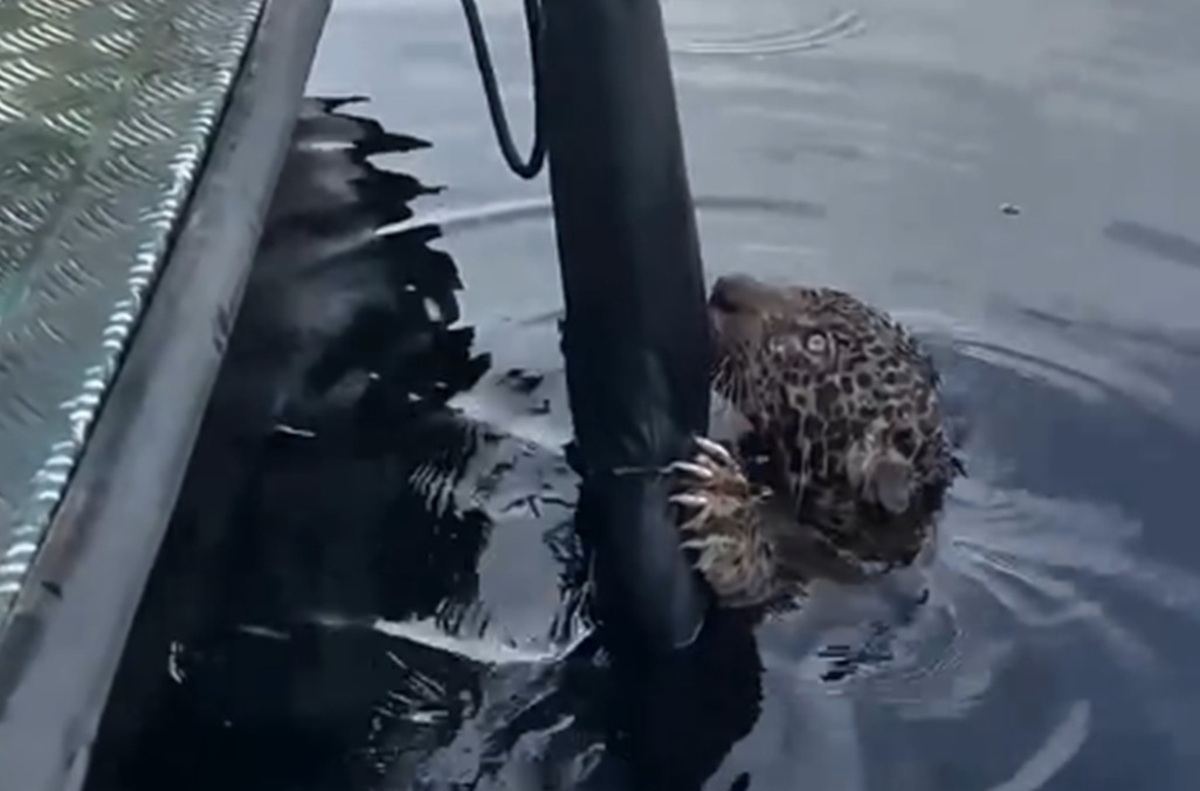 ブラジルの川で溺れた「ジャガー」、地元警察が懸命の救出劇　「助かって本当によかった」「感謝します」【海外】 | 動物 ねとらぼ