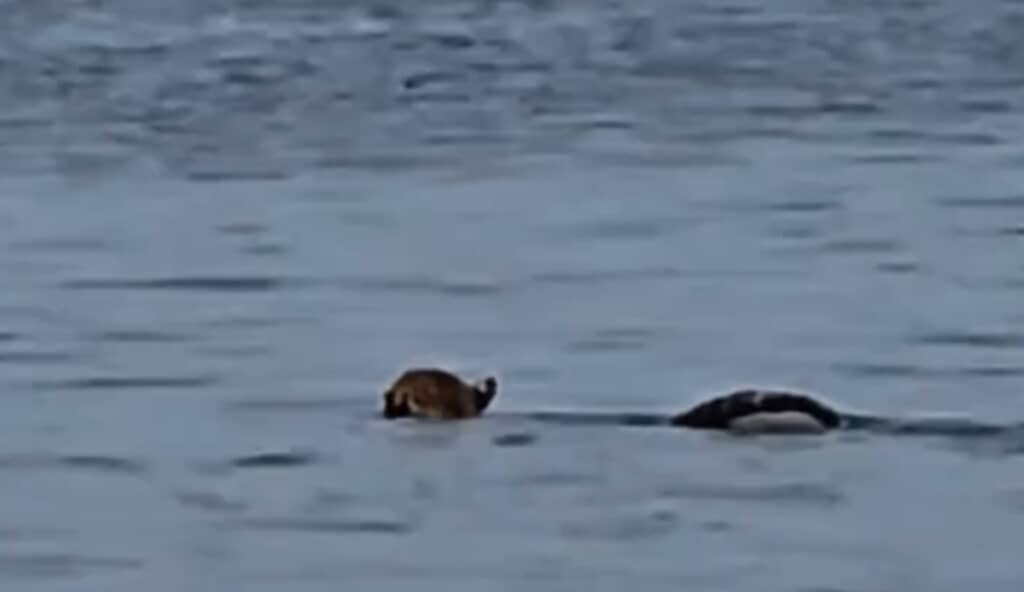 アマゾンの川で溺れそうになっていたジャガー