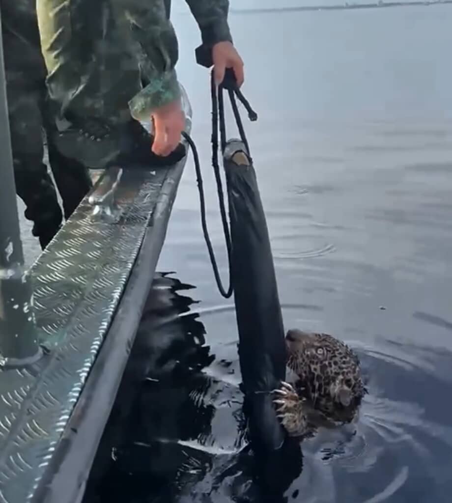 アマゾン川で溺れそうになっていたジャガーが救助される
