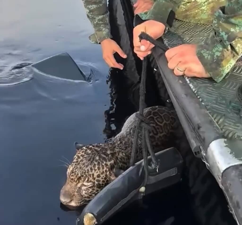 アマゾン川で溺れそうになっていたジャガーが救助される