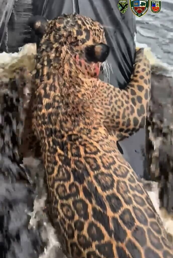 アマゾン川で溺れそうになっていたジャガーが救助される