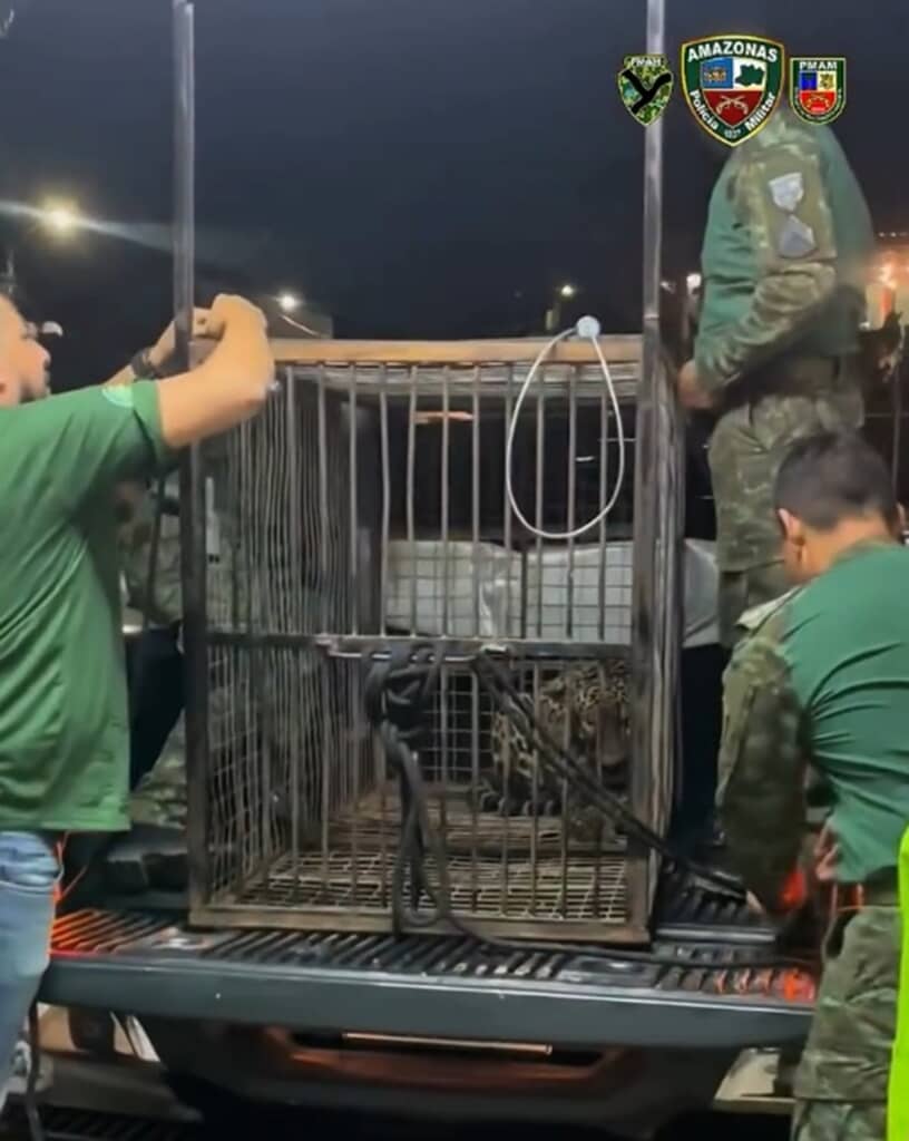 アマゾン川で溺れそうになっていたジャガーが救助される