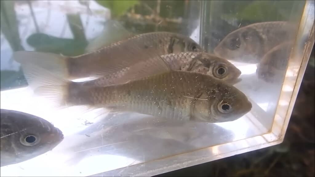 フナとナマズを白と黒のバケツで育ててみた検証動画