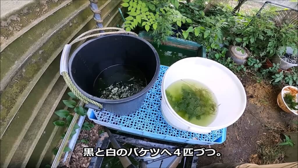 フナとナマズを白と黒のバケツで育ててみた検証動画