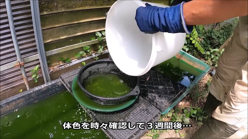 フナとナマズを白と黒のバケツで育ててみた検証動画