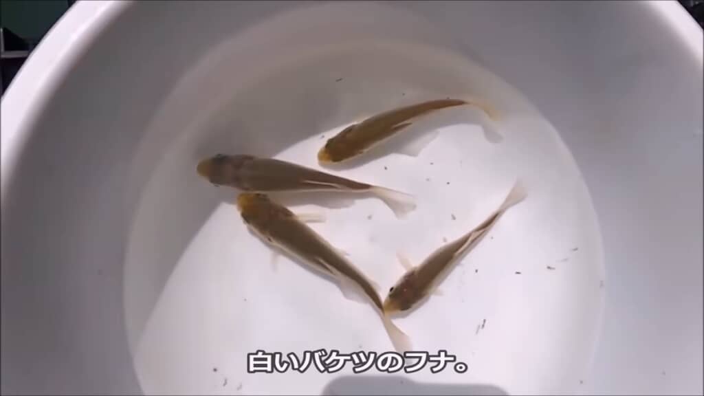 フナとナマズを白と黒のバケツで育ててみた検証動画