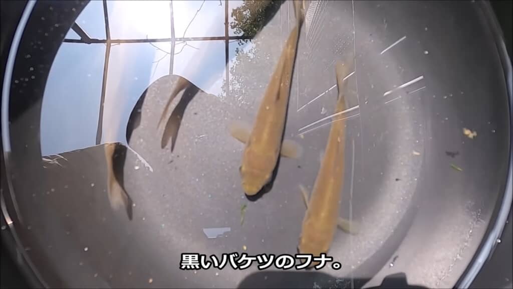 フナとナマズを白と黒のバケツで育ててみた検証動画