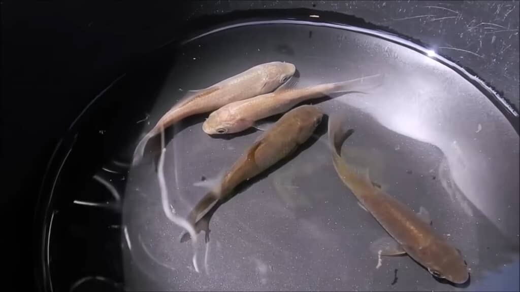 フナとナマズを白と黒のバケツで育ててみた検証動画