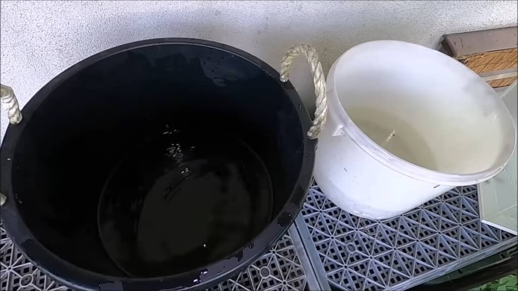 フナとナマズを白と黒のバケツで育ててみた検証動画