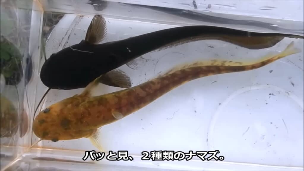 フナとナマズを白と黒のバケツで育ててみた検証動画