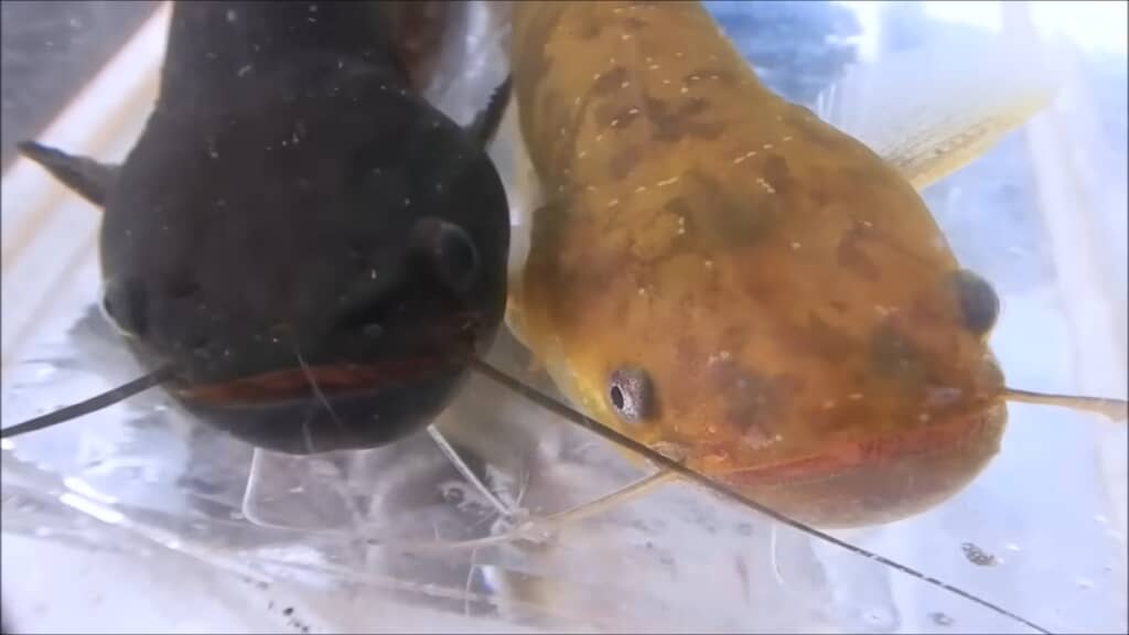 フナとナマズを白と黒のバケツで育ててみた検証動画