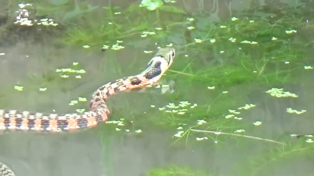 庭の池に現れたヤマカガシ