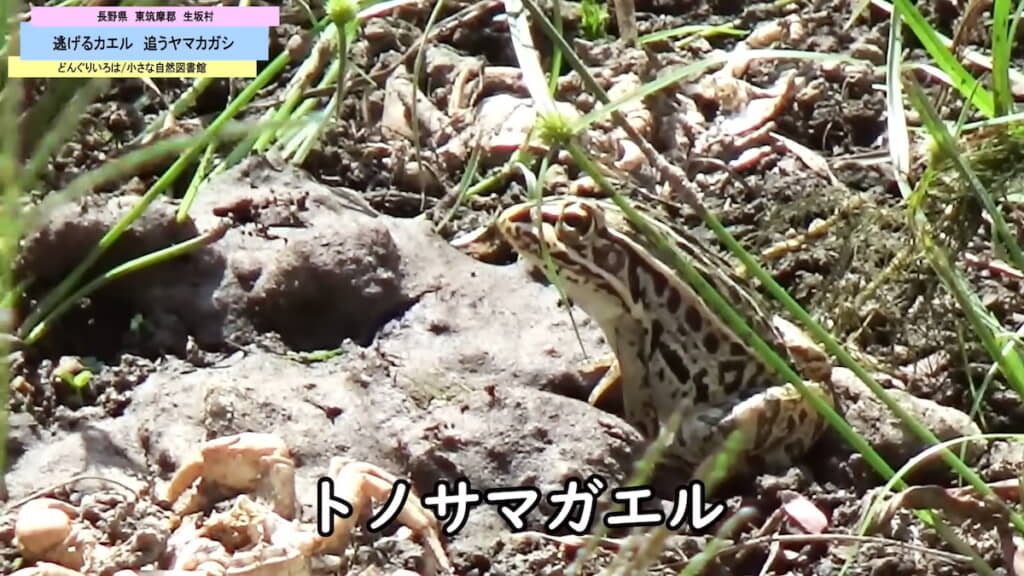 庭に10匹ほど生息するトノサマガエル