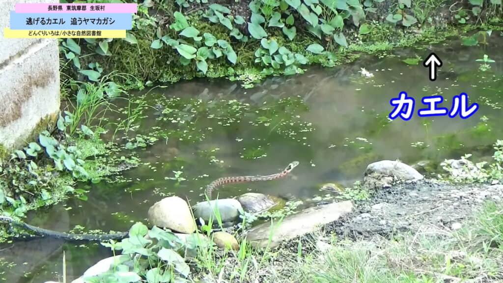 カエルをロックオンするも……