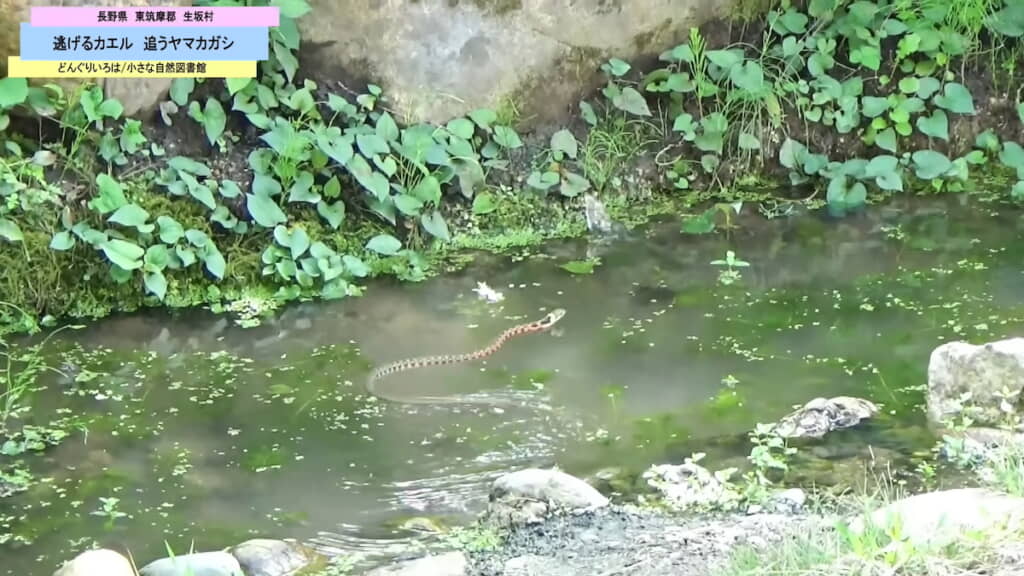 回避するカエル。ジャンプしたところに水しぶきが上がっている