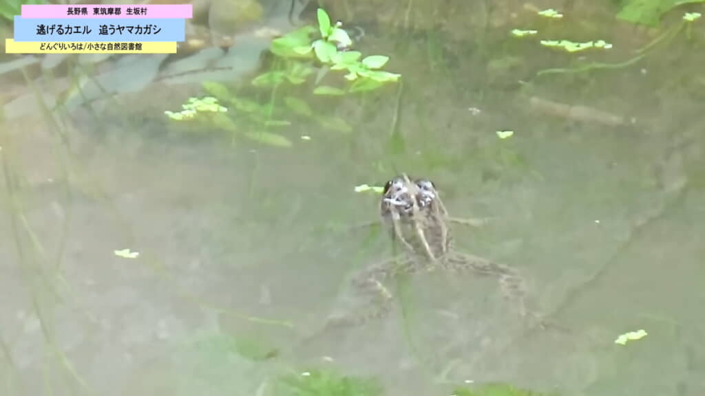 池の真ん中で浮かぶカエル