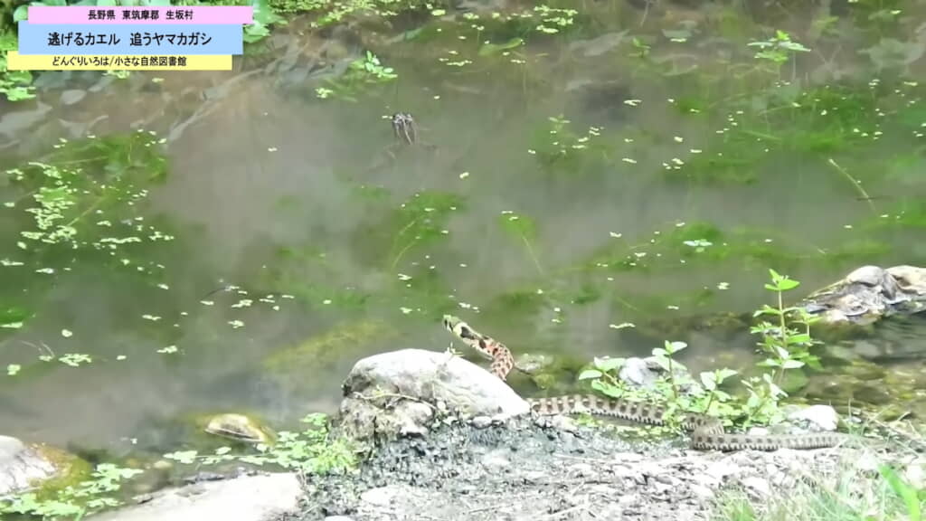 背後から少し近づいても無警戒のまま