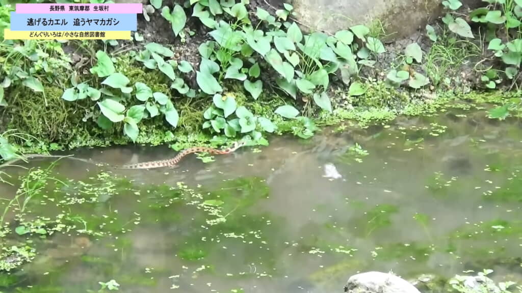 回り込んで狙うも水しぶきを上げて逃げられた