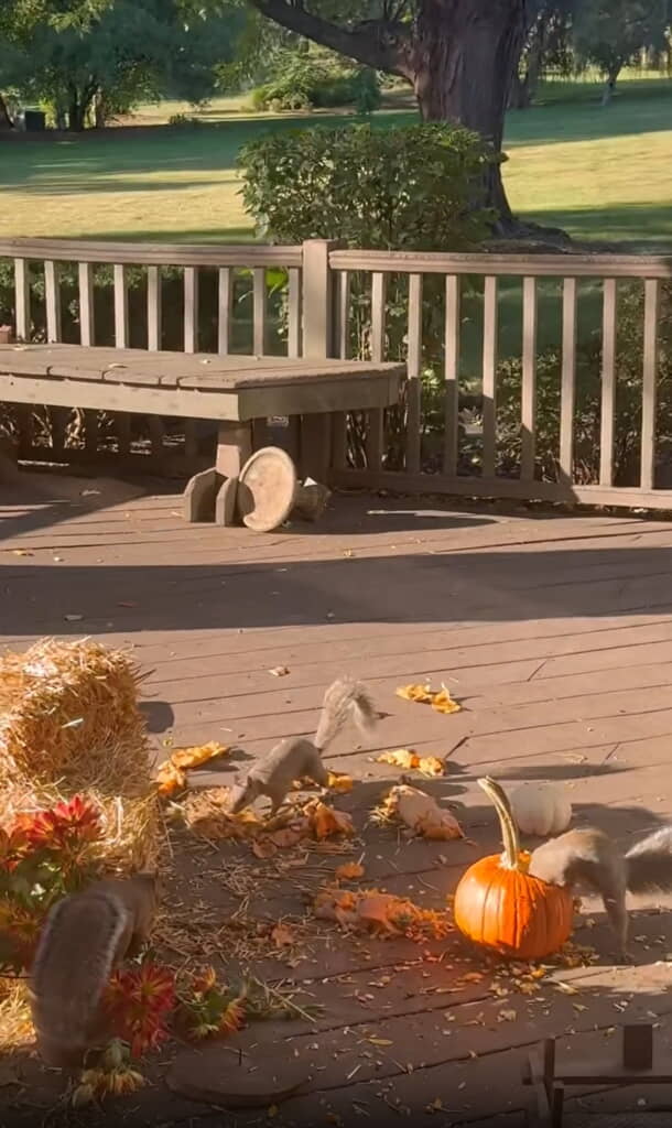 かぼちゃパーティーを開催していたリスさんたち