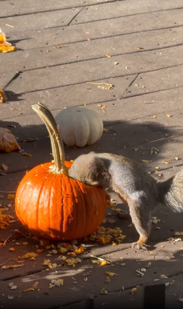 のぞきこむ姿がかわいすぎる