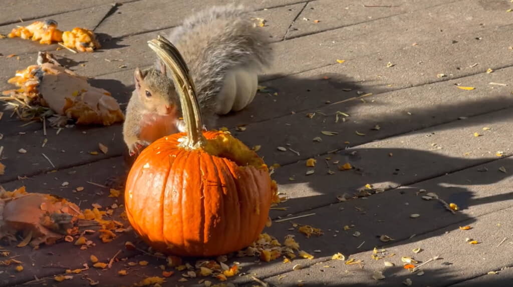 かぼちゃを前におめめが輝いています