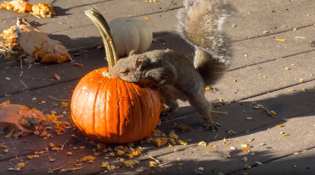 もっと食べたい