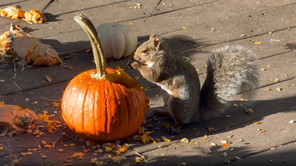 おいしそうにもぐもぐ