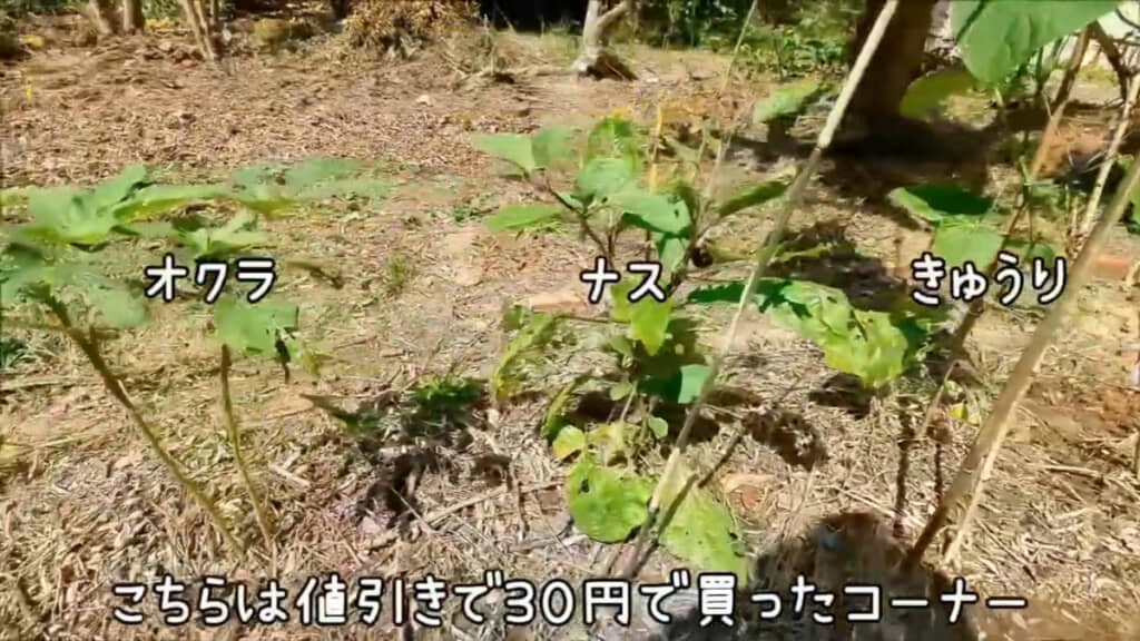 家の前の庭で初めての畑（野菜の栽培）にチャレンジ