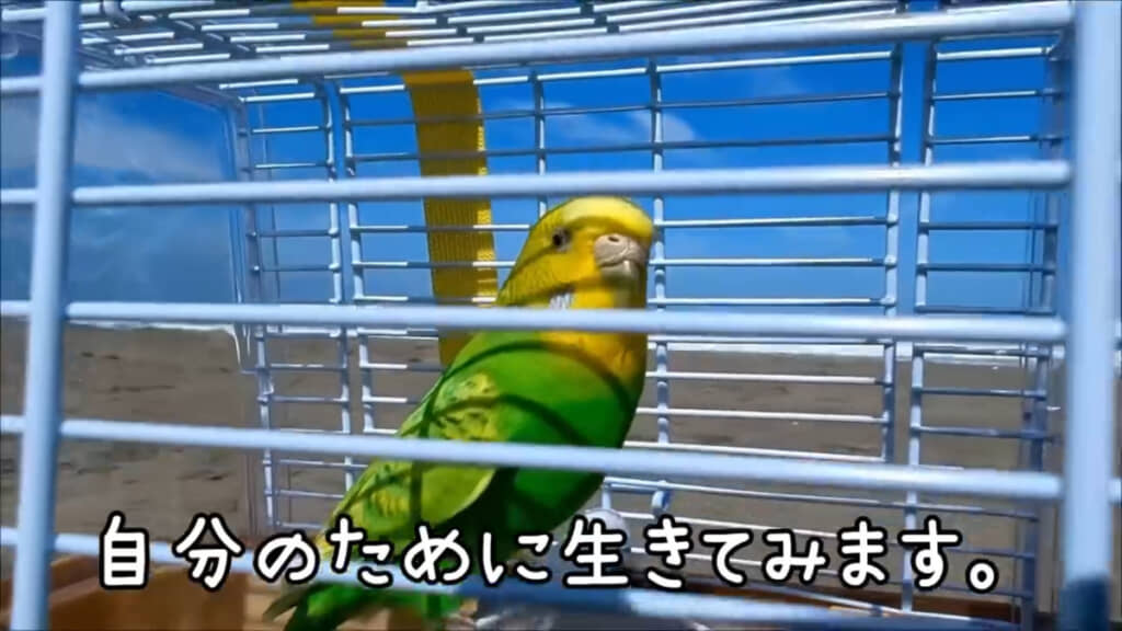 インコのぴーちゃんと近場の海にお出かけしたりも
