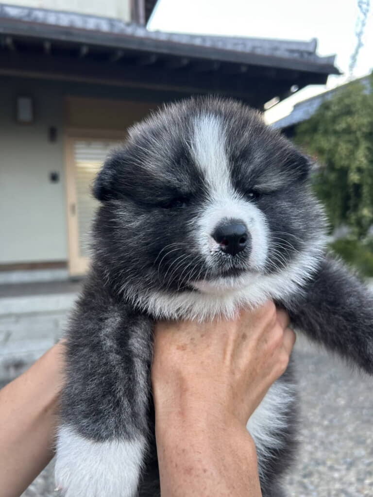 お名前のように輝かしいかわいさ