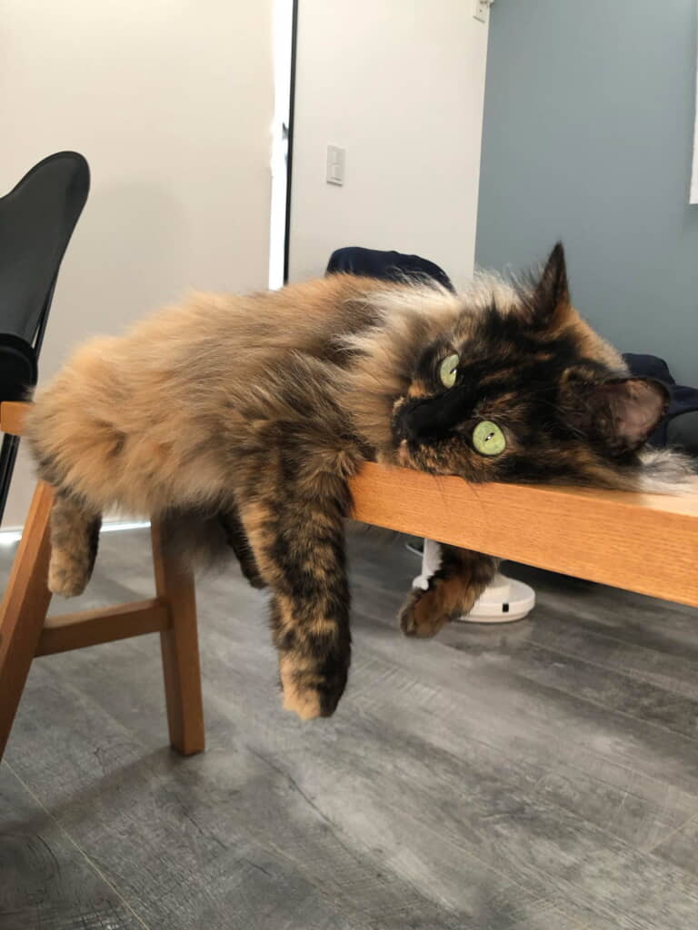 無印のベンチが大好きなわらびちゃん