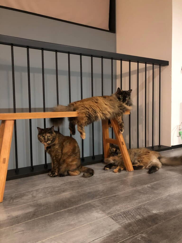 3にゃん揃うときもベンチの上に