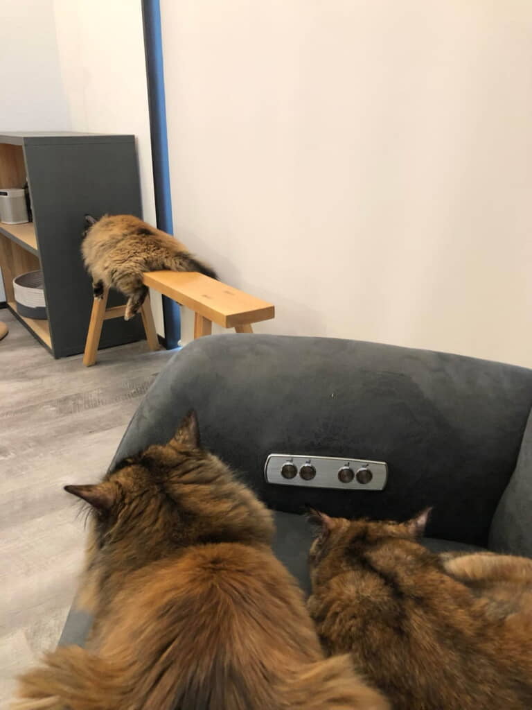 「またやってる」と言いたげなぼんちゃんとのりちゃん