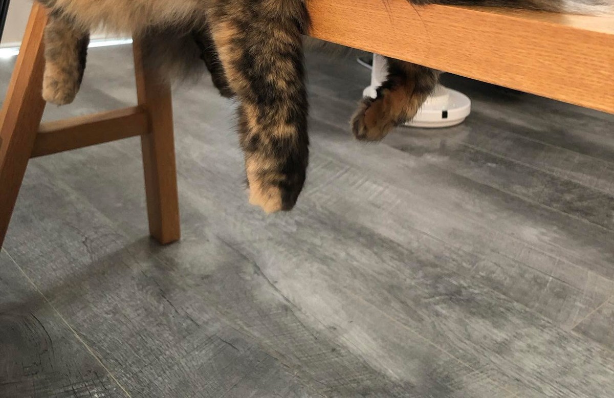 「買うの決めました」無印良品の木製家具を置いたら……　待っていた“意外な日常”が好評「うちにもあります！」（1/3） | 猫 ねとらぼ