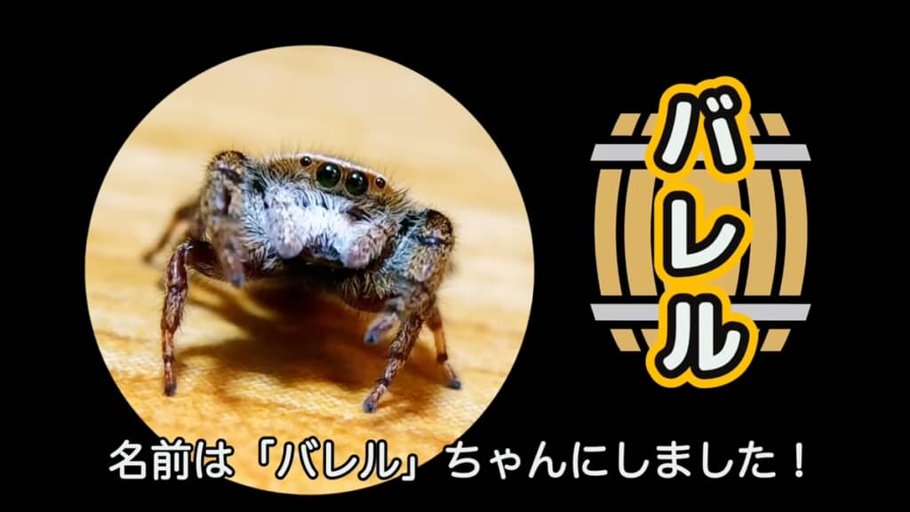 公園で見つけたカラスハエトリを飼育してみた