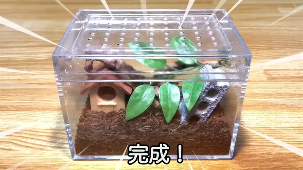 公園で見つけたカラスハエトリを飼育してみた