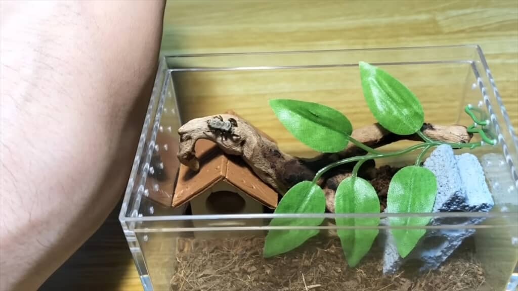 公園で見つけたカラスハエトリを飼育してみた