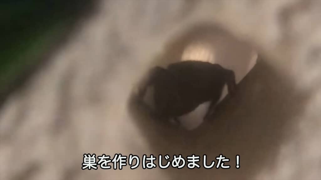 公園で見つけたカラスハエトリを飼育してみた