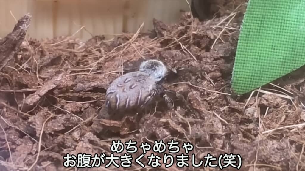 公園で見つけたカラスハエトリを飼育してみた