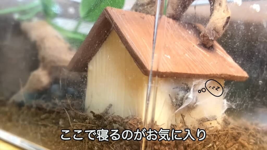 公園で見つけたカラスハエトリを飼育してみた