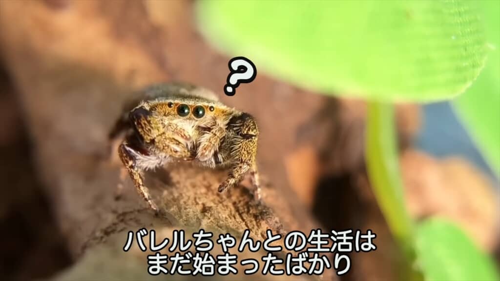 公園で見つけたカラスハエトリを飼育してみた