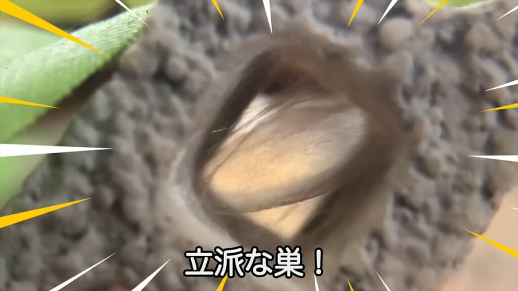 公園で見つけたカラスハエトリを飼育してみた