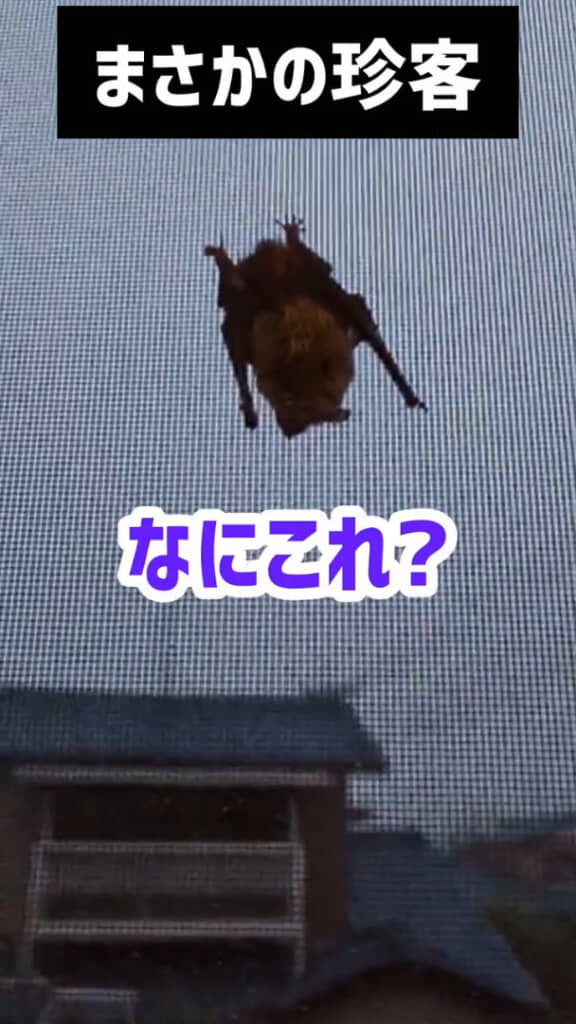 珍客の正体はコウモリ！