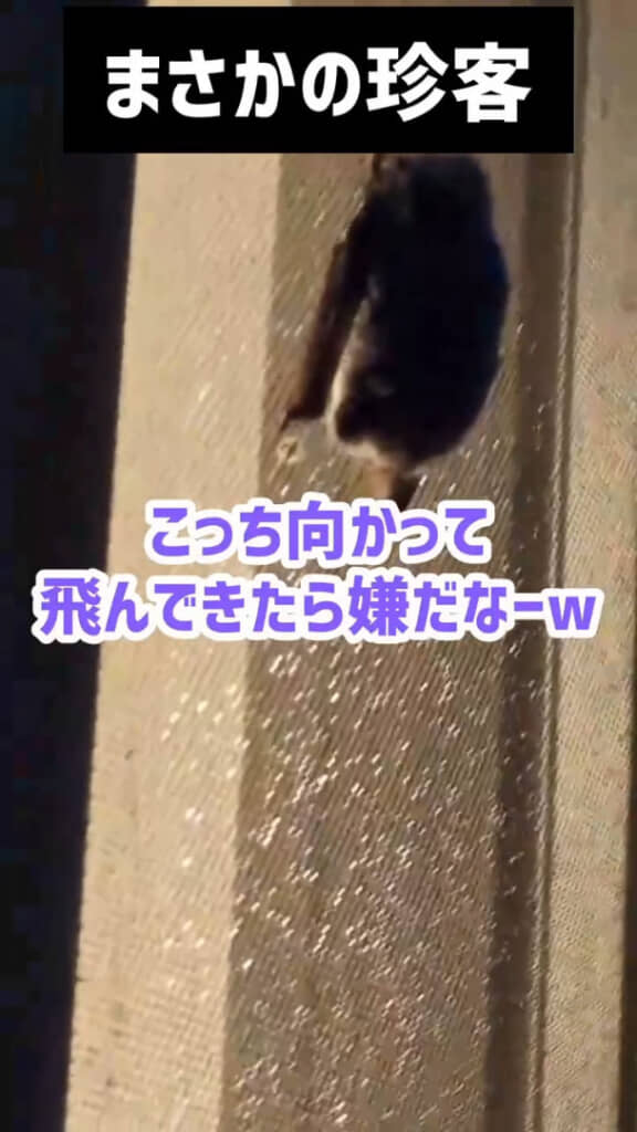 コウモリを外から撮影した様子