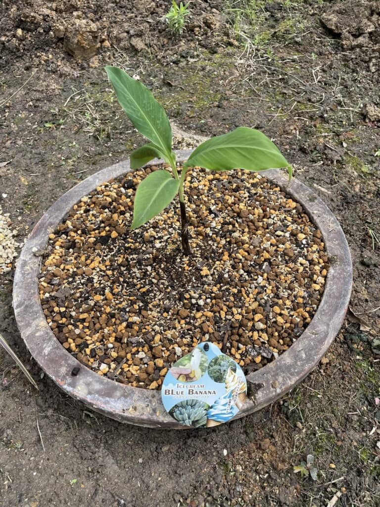 小さかった苗は……