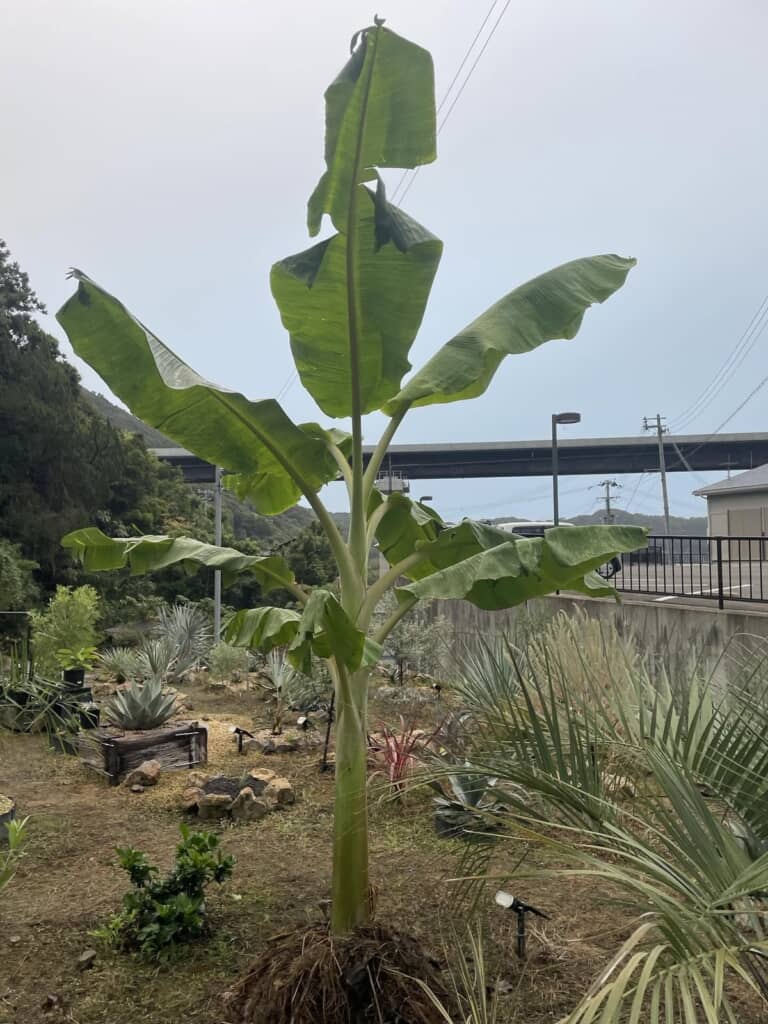 4カ月で3メートル超に！